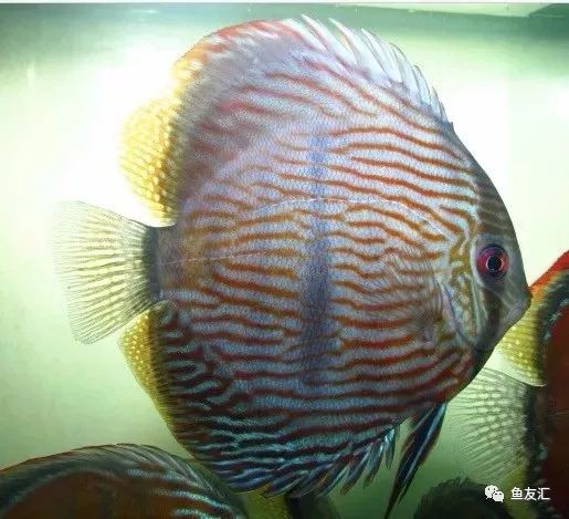 野彩和家彩的饲养区别,野彩到底好不好养