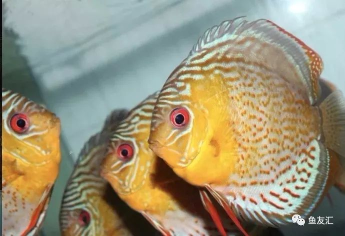 野彩和家彩的饲养区别,野彩到底好不好养