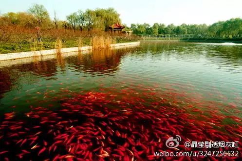 北京四个踏青必备的免费公园,北京小众湿地公园