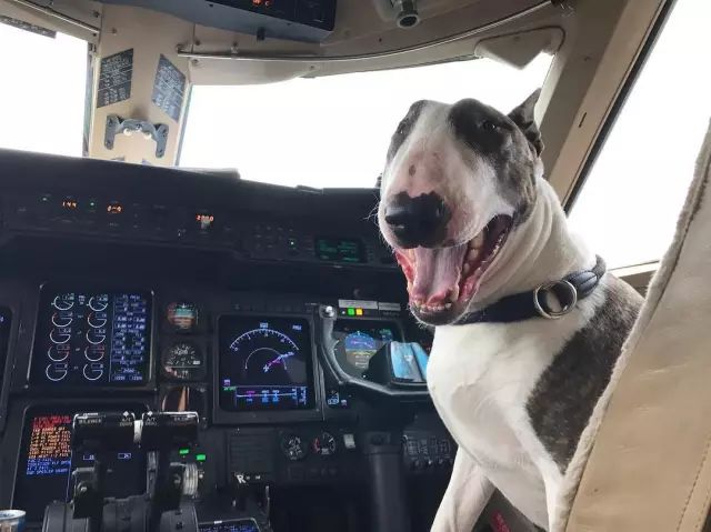 傲娇的老佛爷也要每天看Ta脸色