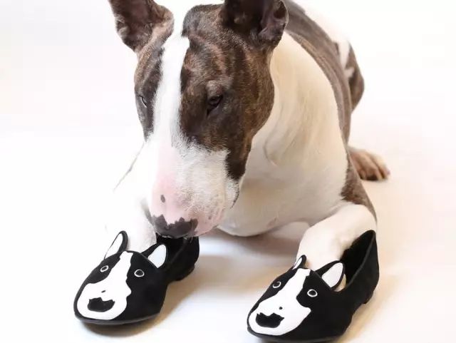 傲娇的老佛爷也要每天看Ta脸色