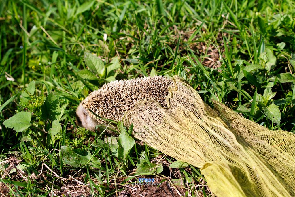 东北五仙刺猬报恩,刺猬仙报恩故事大全