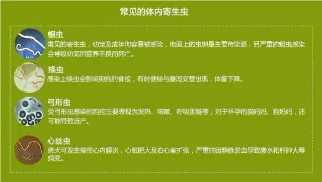 狗狗驱虫一次又发现有虫正确吃法,狗有虫子吃什么驱虫药