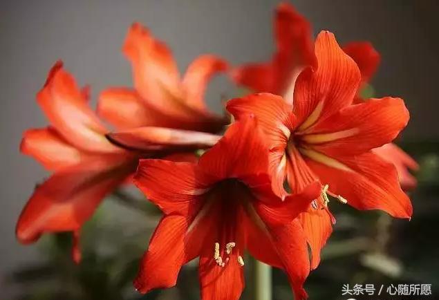 内服外用维生素e和c能祛斑吗,美容圣品维生素e的外用方法