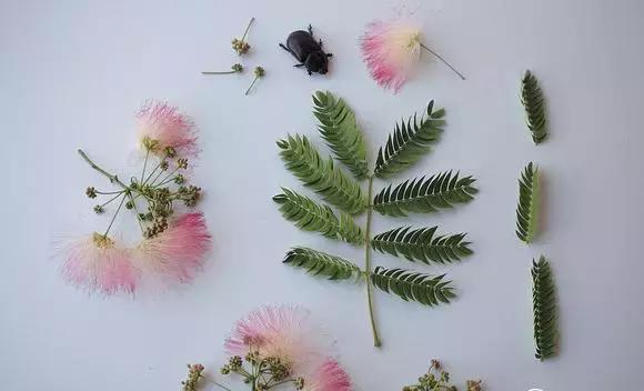 怎么把鲜花做成标本不会枯萎,透明树脂胶怎么制作鲜花标本