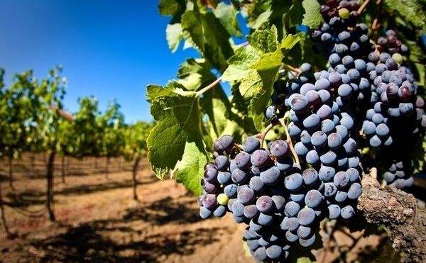 法国葡萄酒酒标需要记住的单词,有关法国葡萄酒的知识