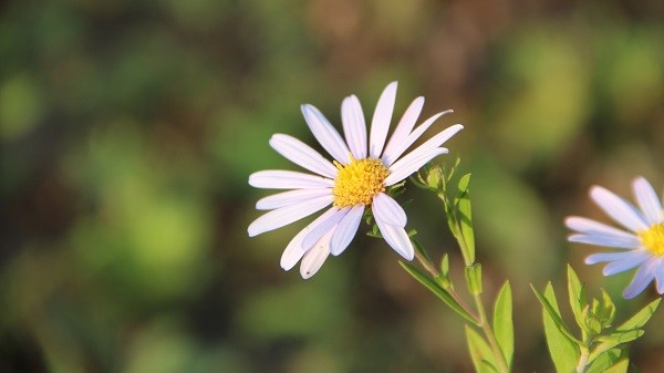 摄影中哪种方式通常来控制景深,怎样控制风光摄影中的景深