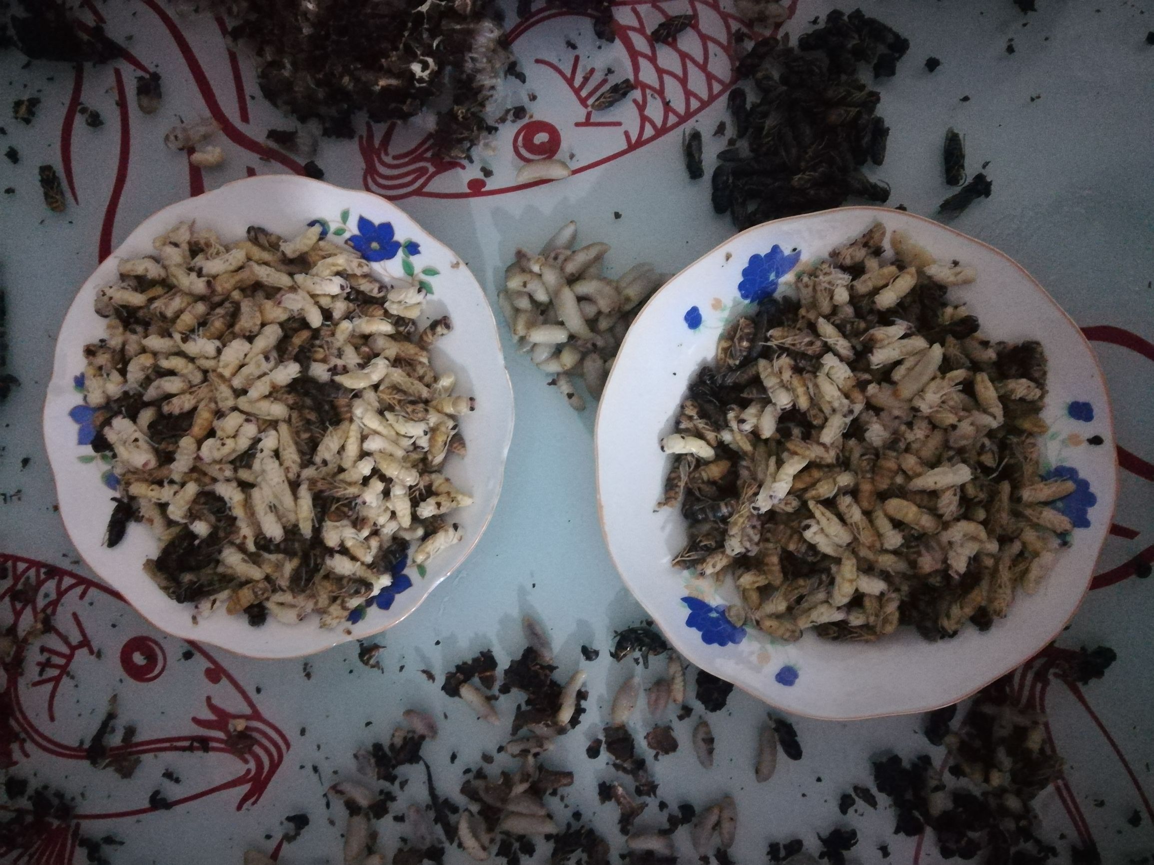 昨晚吃了这个山珍营养过剩睡不着在楼下坐了一个晚上