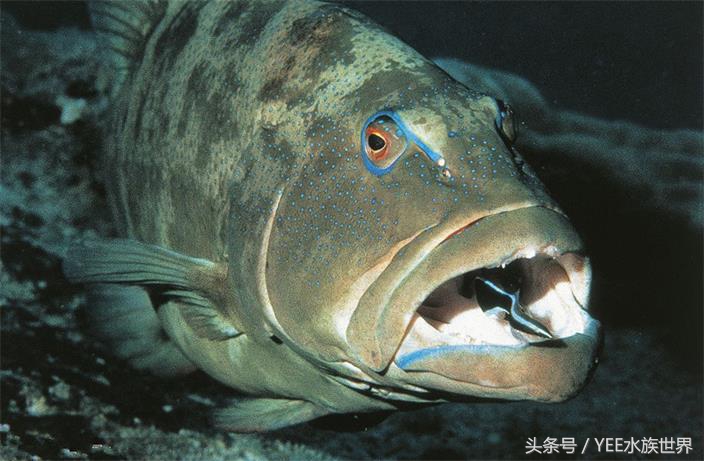 鱼药禁用药有哪些,安全又有效的鱼药