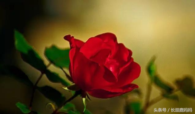 看全球各地果敢爸妈不同寻常的教养笔记，“敢让孩子做自己”！