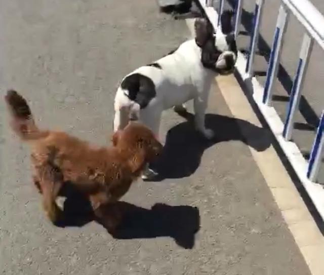 遛狗碰到挑衅怎么办,遛狗碰到一群野狗怎么办