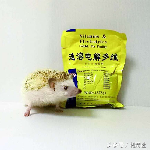 宠物刺猬到底应该喂什么——补剂篇