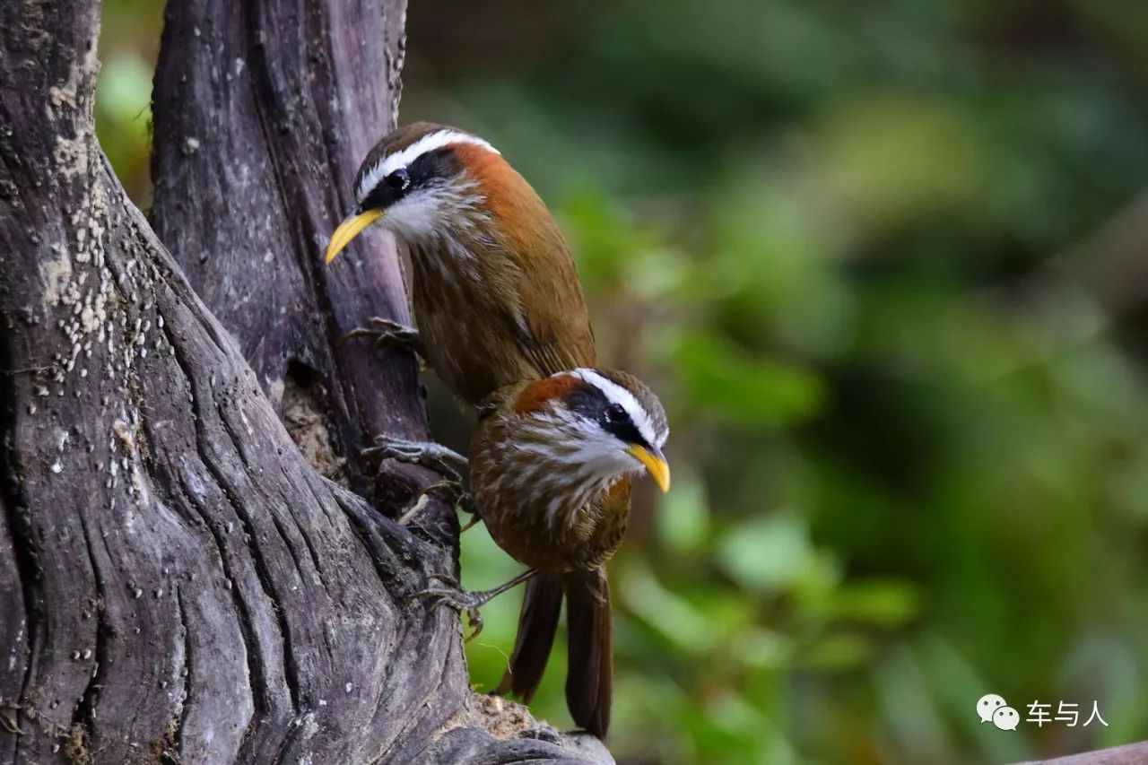 腾冲一个清净古朴的边陲小城,腾冲避暑旅居推荐