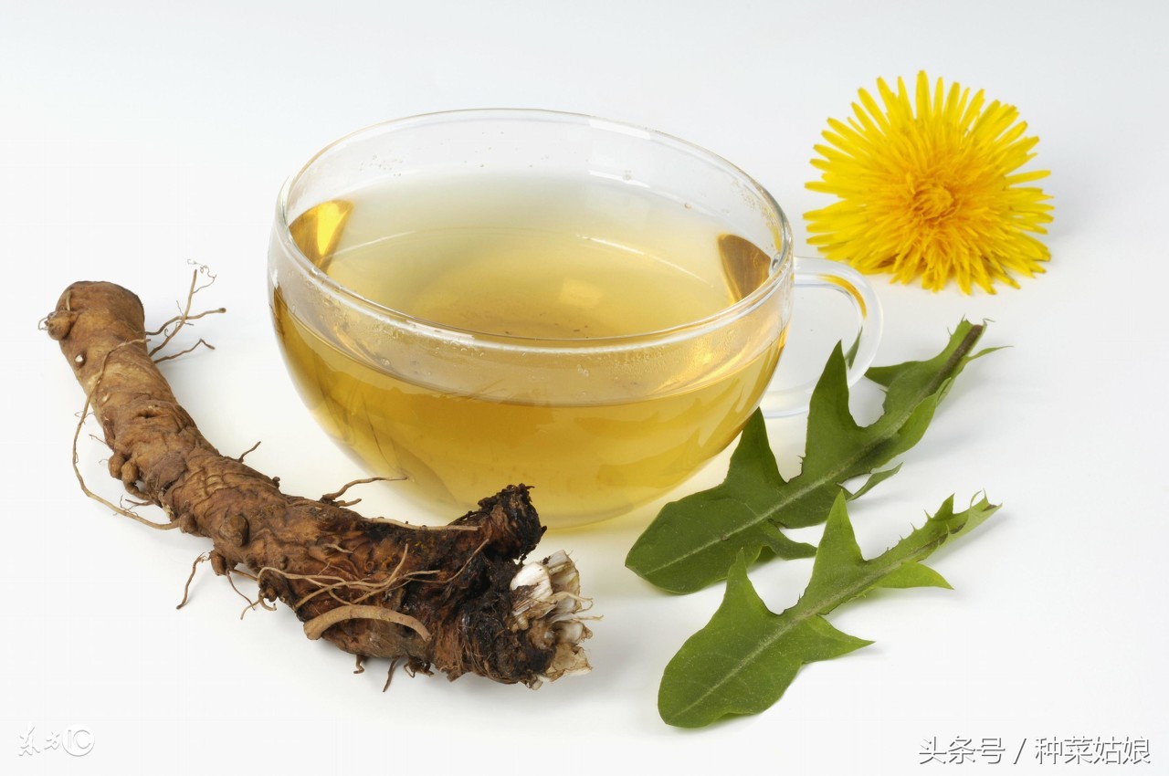 蒲公英家庭庭院种植方法,蒲公英在家里的种植方法