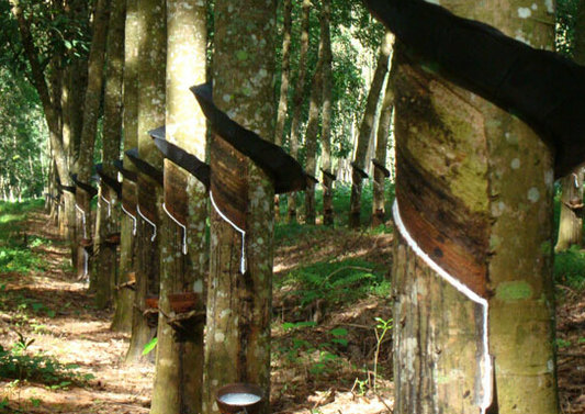 诱捕蜈蚣剂的配方和使用方法,蜈蚣诱捕技术