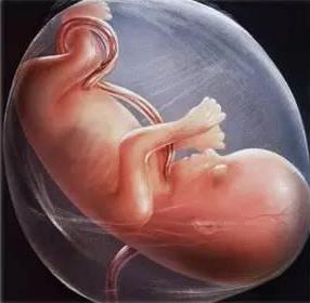 胎儿在肚子里听的声音响吗,胎儿在肚子里滑到一边