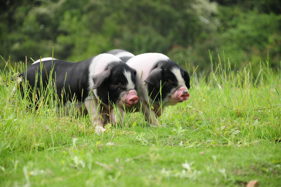 哪几个品种的猪杂交肉质最佳,国内猪品种最好是什么品种