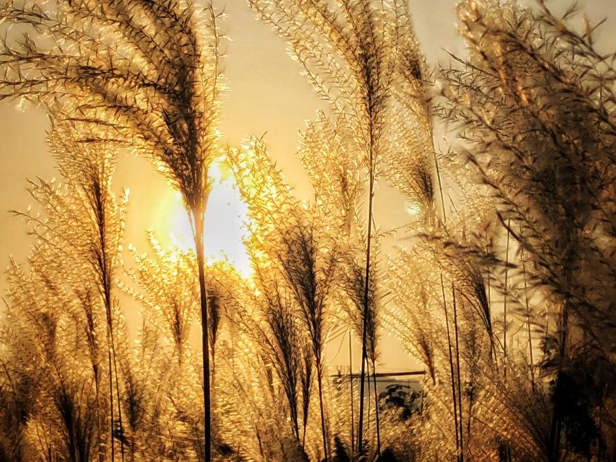 苦荞酒是最好喝的酒,正宗苦荞酒