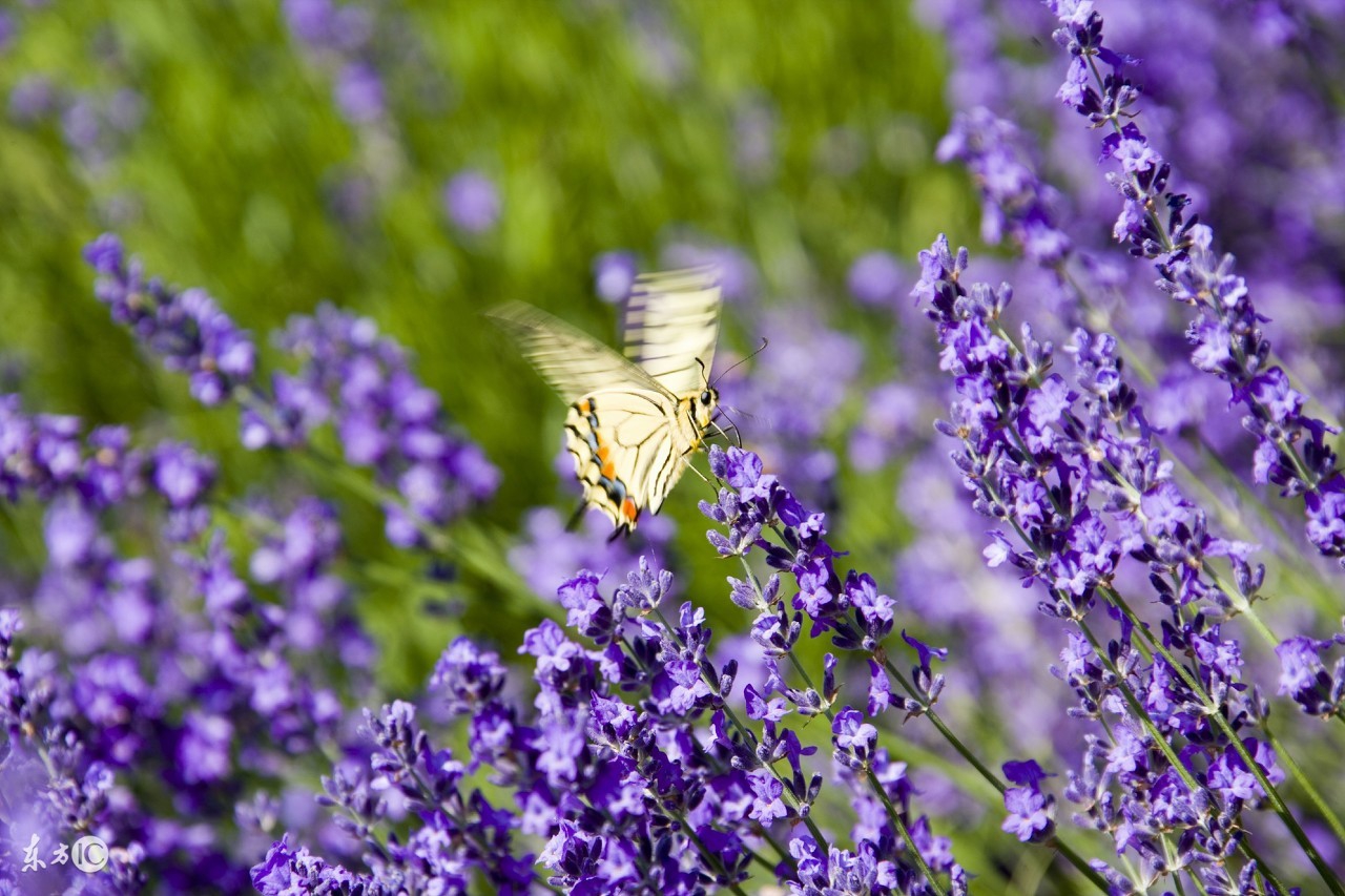 薰衣草纯露不添加水,千万别轻易用玫瑰纯露