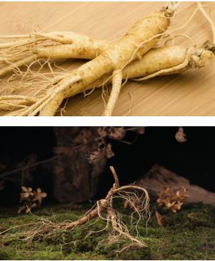 买人参科普,网上买的干人参应该注意哪几点