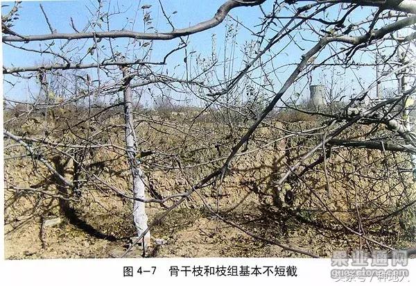 桃树傻瓜式修剪技术,汪景彦傻瓜式修剪详解