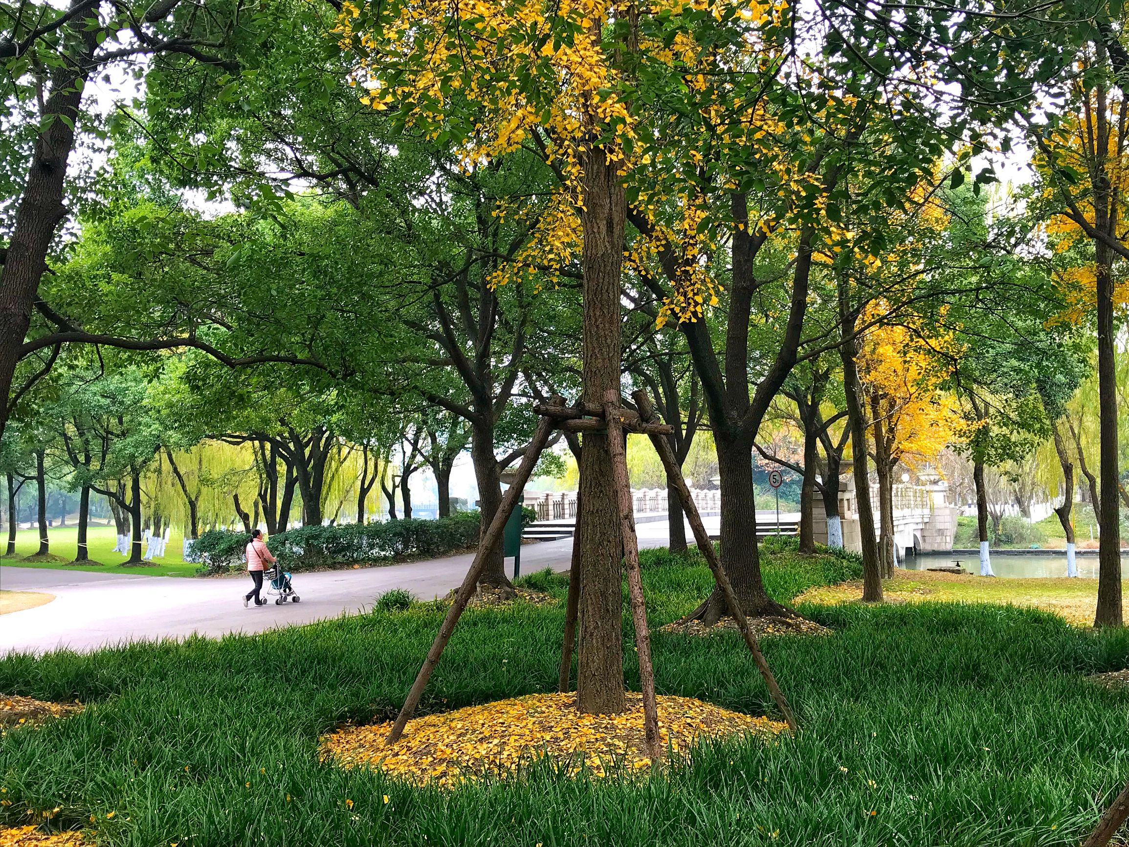 上海浦东世纪公园秋季,上海浦东新区世纪公园