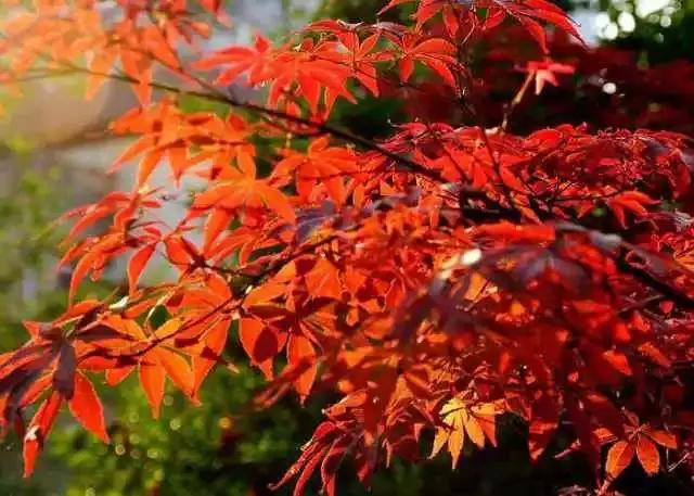 枫叶色口红适合春天涂吗,枫叶色哑光大牌口红