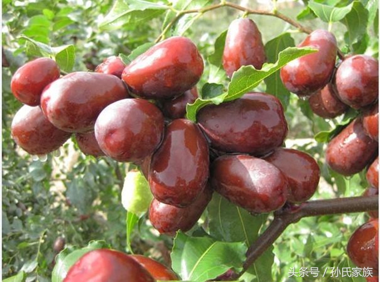 什么是枣夹核桃,水果知识大全相片