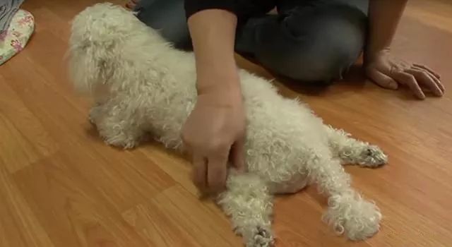 贵宾后腿发抖是怎么回事,贵宾如何训练直立行走