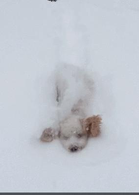 北方的猫过冬靠暖气，那南方的猫靠啥？