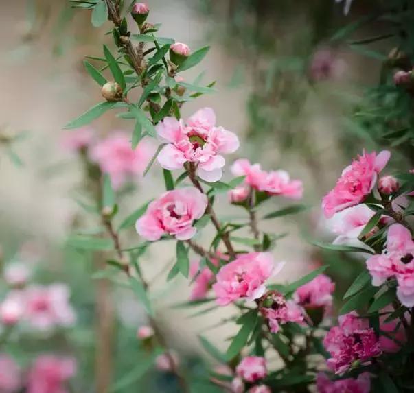 清新雅致的松叶牡丹,叶似榆树花如梅花