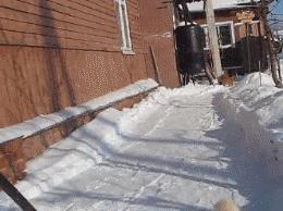 北方的猫过冬靠暖气,那南方的猫靠啥?