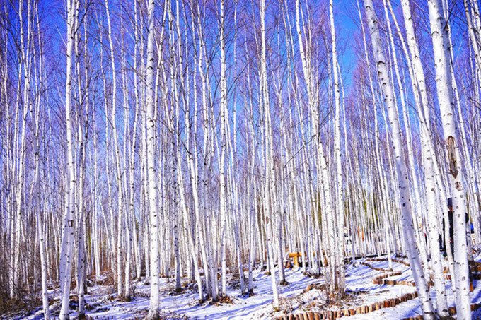 漠河包车旅游攻略,漠河北极村旅游包车