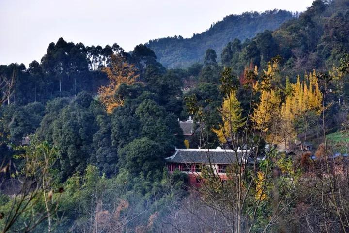 禅意的银杏,银杏的禅意