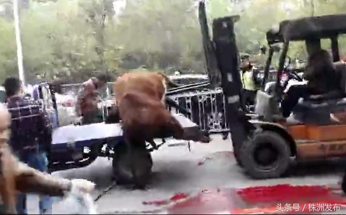 有人肋骨被顶断，有人牙齿摔断……疯牛昨日大闹石宋路