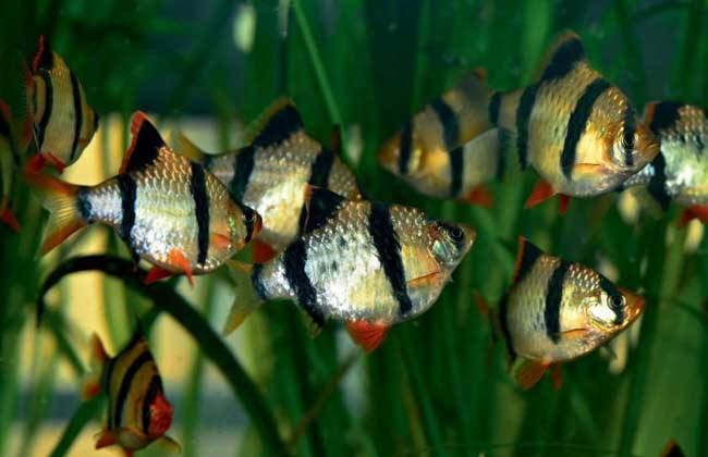 5种常见热带鱼养殖品种介绍图,什么热带鱼好看又好养适合新手养