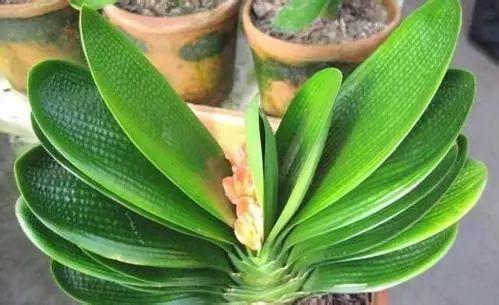 君子兰夹箭了怎样才能长出来,君子兰夹箭怎样处理就能抽箭开花