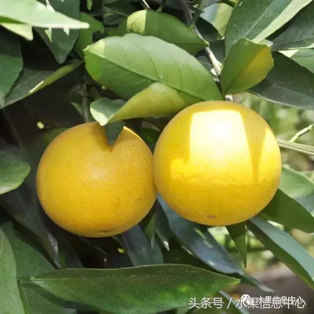 全国橙子品种大全,甜橙子产地直销怎么挑