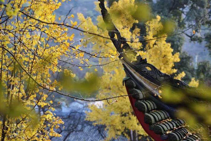 禅意的银杏,银杏的禅意