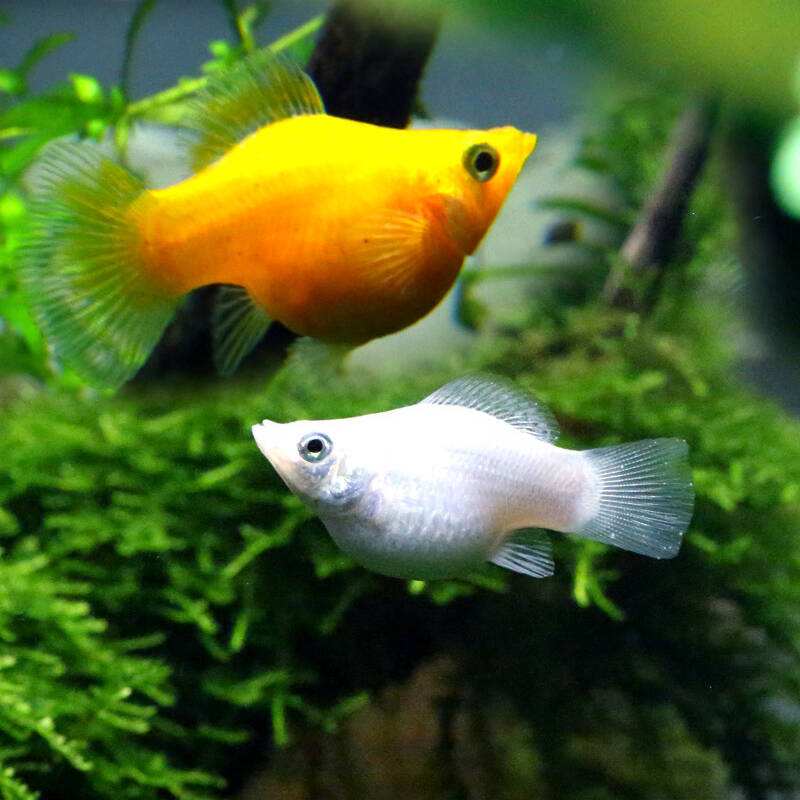 5种常见热带鱼养殖品种介绍图,什么热带鱼好看又好养适合新手养