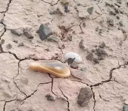 越“撸”越难，从一颗到一串，从一串到一箱，从……