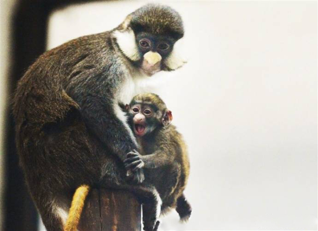 天津一姐姐带猴进宜家，人用餐具竟喂猴，素质呢！