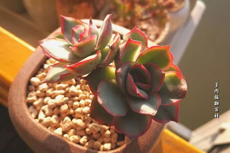 与多肉作伴,与多肉相伴的视频