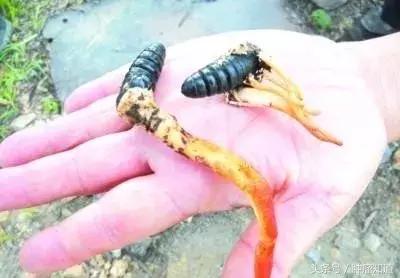 冬虫夏草哪些人不宜吃,吃冬虫夏草能增加免疫力是真的吗