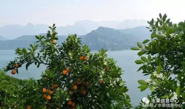 全国橙子品种大全,甜橙子产地直销怎么挑