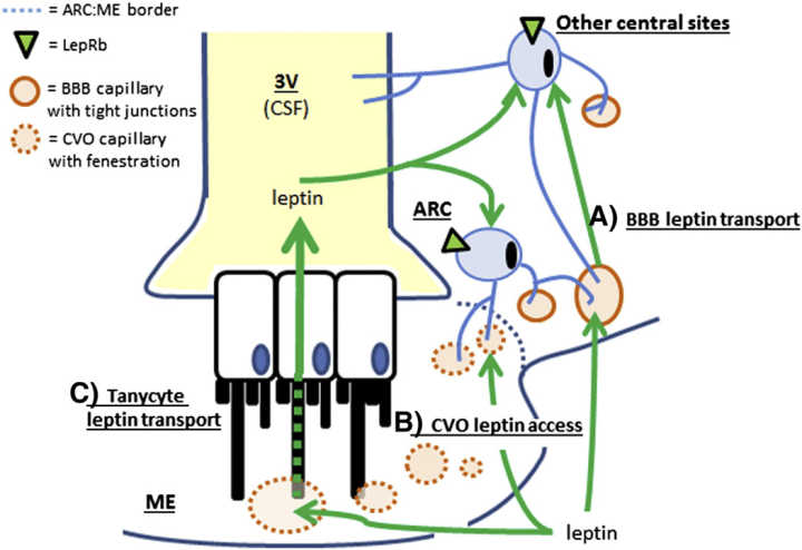 几种激素的区别,激素对胖瘦的影响