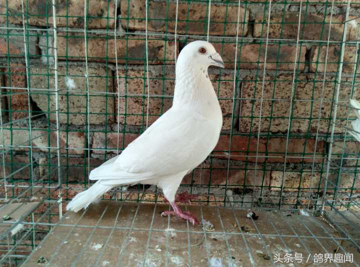 鸽子挑食甩食怎么治疗,为什么鸽子特别挑食