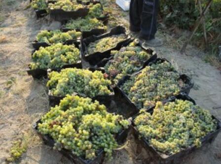 阿加贾尼安酒庄（AgajanianVineyards）