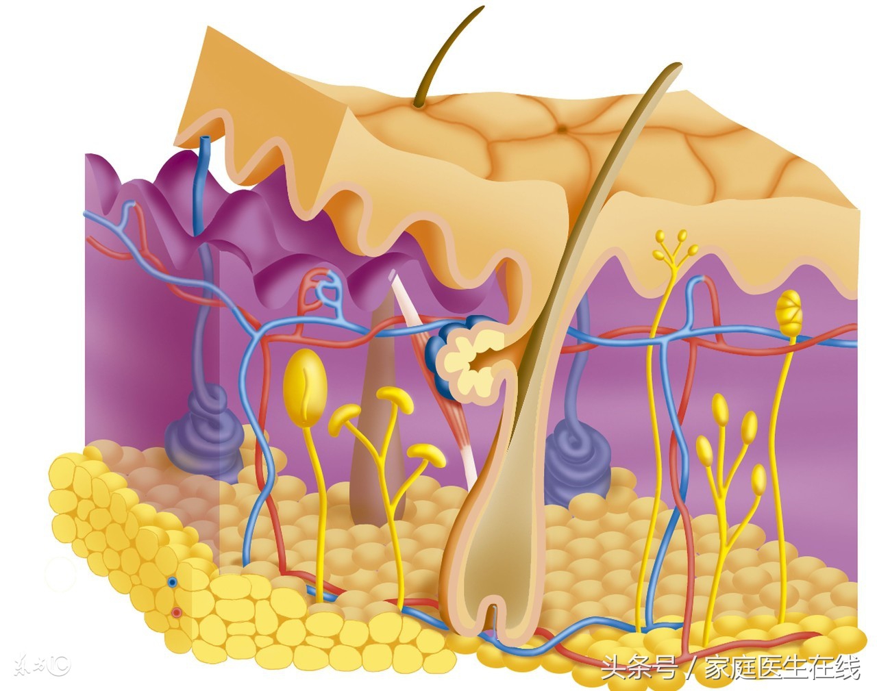 别以为洗头是一件简单事，不注意这两点，你的头发就毁了！