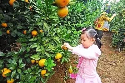 武汉周边果园采摘攻略,武汉5月份可以采摘的采摘园